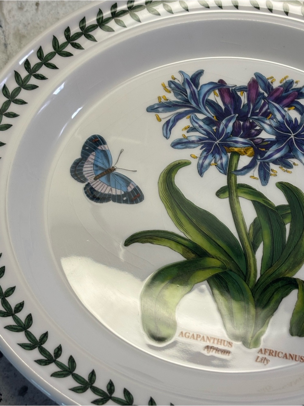 Portmeirion Botanic Garden Agapanthus - Picture 3 of 3